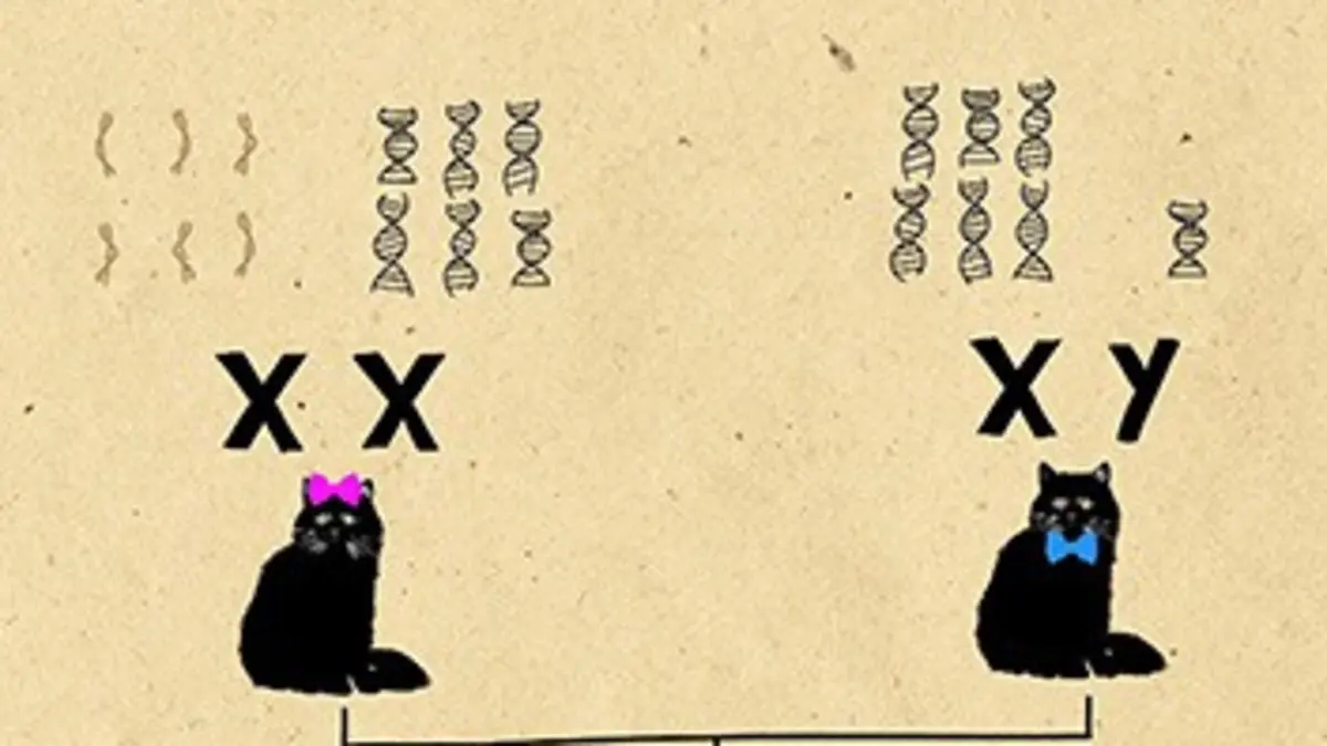 Les nouveaux secrets de notre hérédité