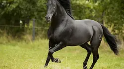 Visuel de Les nouvelles aventures de Black Beauty