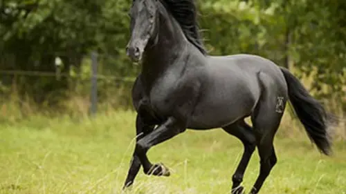 Casting Les nouvelles aventures de Black Beauty