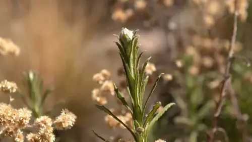 Les nouvelles aventures des plantes En Inde