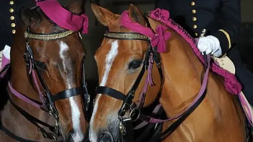 Les nuits de l'art équestre