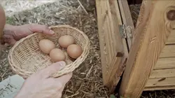 Les oeufs dans le plat