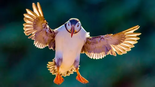 Casting Les oiseaux Des animaux sociaux