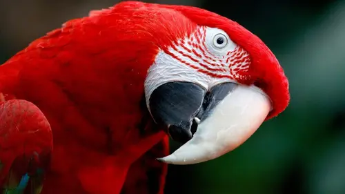 Les oiseaux Des volatiles et des hommes