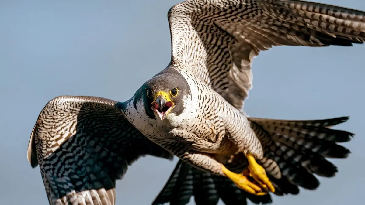 Les oiseaux : Champions des airs