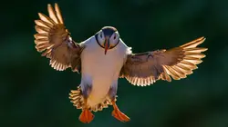 Les oiseaux : Champions des airs