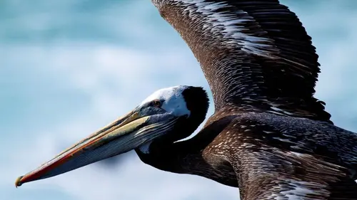 Les oiseaux d'Amérique