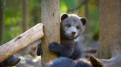 Les orphelins grizzlis & moi Le chemin vers la liberté