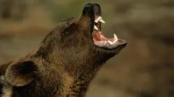 Les orphelins grizzlis & moi Les premiers mois