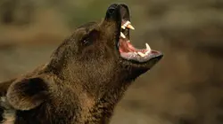 Les orphelins grizzlis & moi