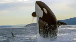 Les orques, princes des mers