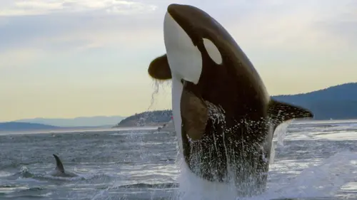 Les orques, princes des mers