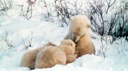 Les ours