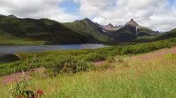 Les ours bruns, colosses de l'Alaska