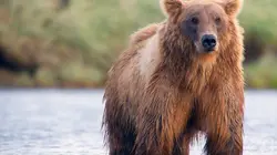 Les ours bruns, colosses de l'Alaska
