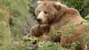 2022 • Les ours bruns, colosses de l'Alaska