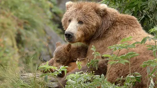 Les ours bruns, colosses de l'Alaska