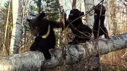 Les oursons orphelins de Sibérie