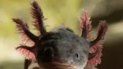 Les outsiders du monde animal Les Super-zéros