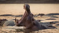 Les outsiders du monde animal