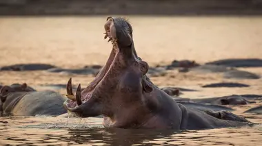 Des parents terribles