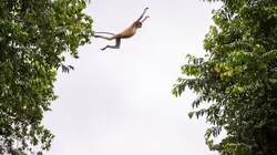 Les outsiders du monde animal