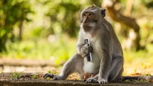 Les outsiders du monde animal Braquage animal