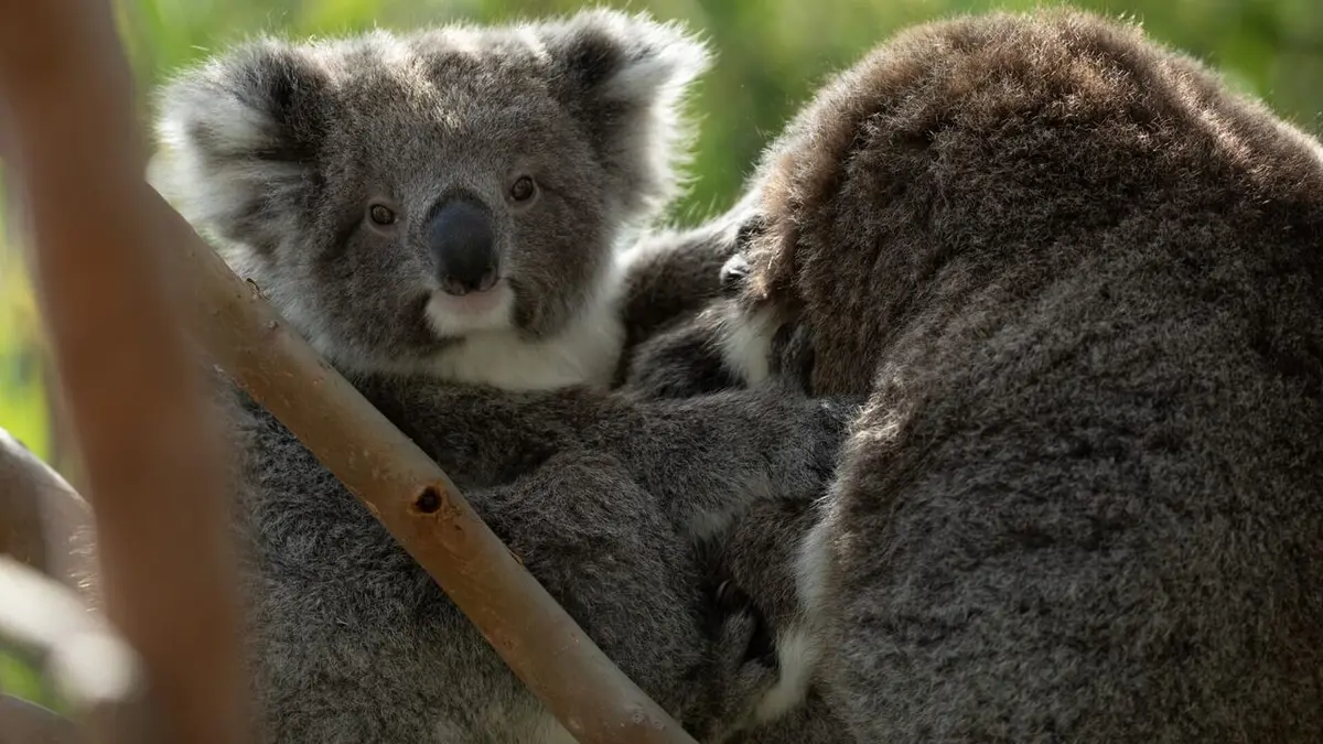 Les outsiders du monde animal