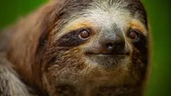 Visuel de Les outsiders du monde animal
