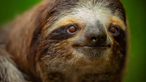 Les outsiders du monde animal Qui veut-être le plus dégueu ?