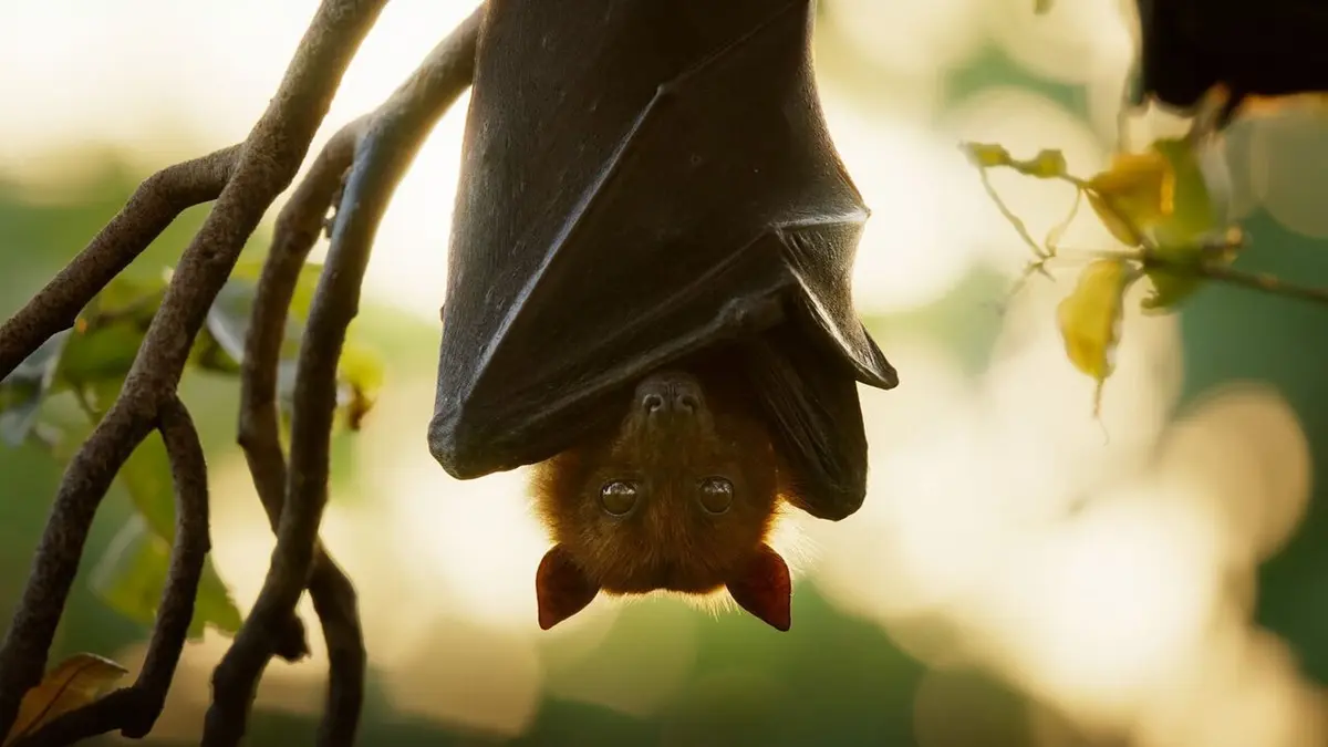 Les outsiders du monde animal Bêtes de Sexe