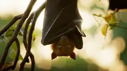 Visuel de Les outsiders du monde animal