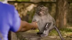 Visuel de Les outsiders du monde animal