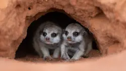 Visuel de Les outsiders du monde animal
