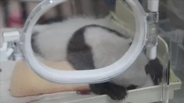 Les pandas en transit