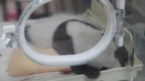 Les pandas en transit