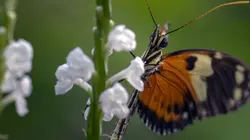Les papillons, ces super héros de la nature