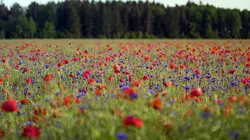 Les papillons, ces super héros de la nature