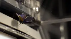 Les papillons, ces super héros de la nature