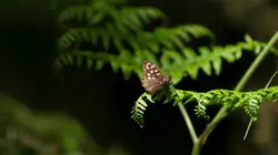 Les papillons, ces super héros de la nature