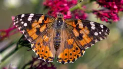 Les papillons, ces super héros de la nature