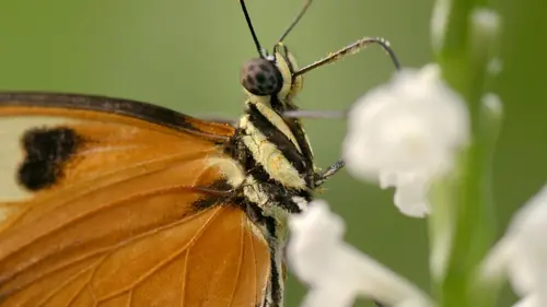 Les papillons, ces super héros de la nature
