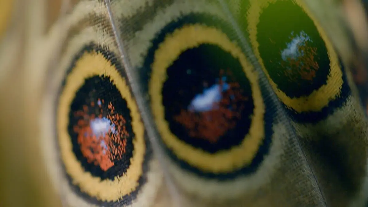 Les papillons, ces super héros de la nature Les super métamorphes
