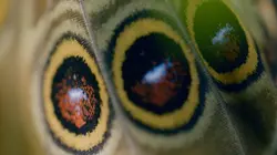 Visuel de Les papillons, ces super héros de la nature