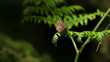 Les super-résistants