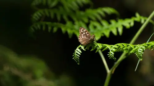 Les papillons, ces super héros de la nature Les super-résistants