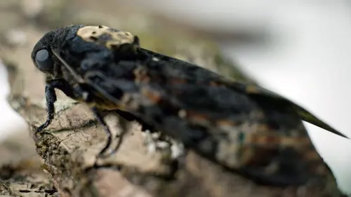 Les papillons, ces super héros de la nature Florilège