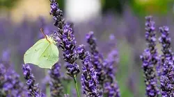 Les papillons, une mine d'inspiration