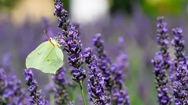 Les papillons, une mine d'inspiration