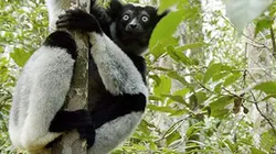 Les paradis naturels de Madagascar Les Indris de Mantadia